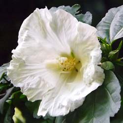 hibiscus alba